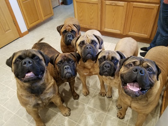 bullmastiff dog puppy