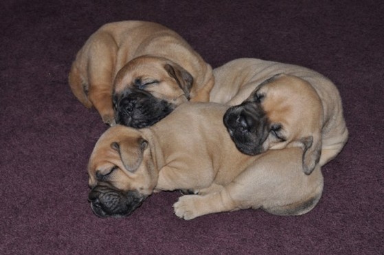 bullmastiff breeders near me