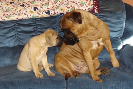 Pandora Bullmastiffs. AKC Bullmastiff Puppies. Bullmastiff Breeders. Bullmastiff Puppies in Michigan. Bullmastiff Breeder in Michigan.